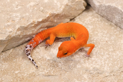 26-147 | Tangerine | Female