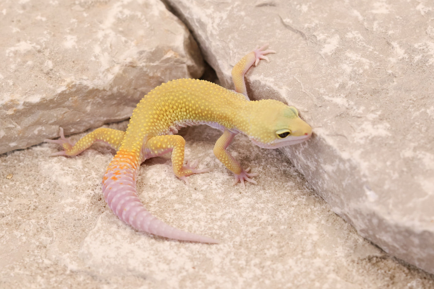 26-001 | Murphy's Patternless Non Het | Female