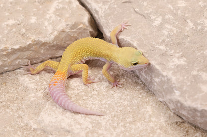 26-001 | Murphy's Patternless Non Het | Female