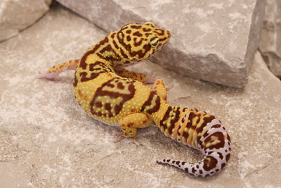 24-121 | Desert Bold | Female