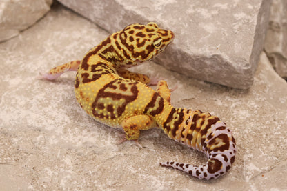 24-121 | Desert Bold | Female
