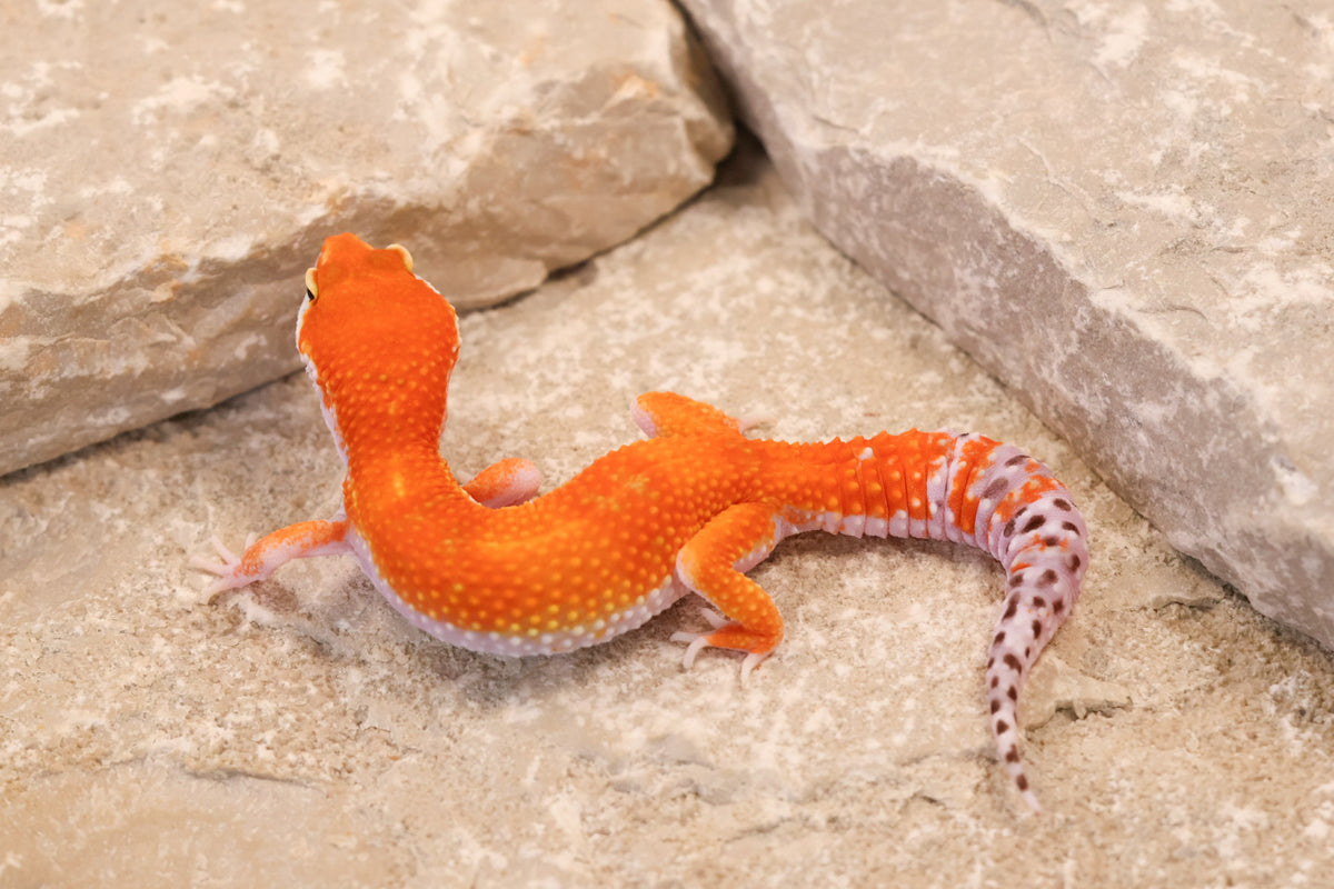 26-091 | Purple Head Tangerne | Female