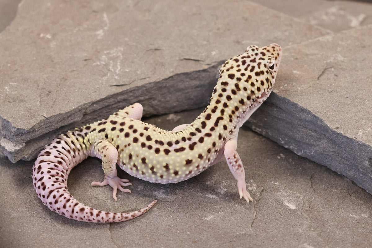 25-156 | Rainbow Stripe Cross Gem Snow Eclipse | Male