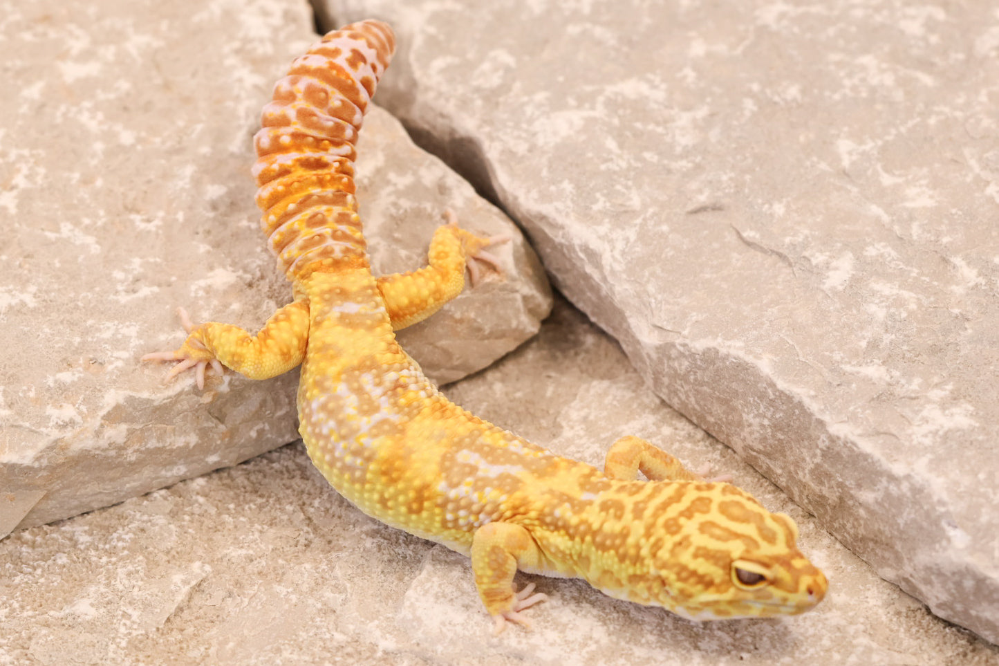 21-222 | Super Giant Tremper Albino | Male