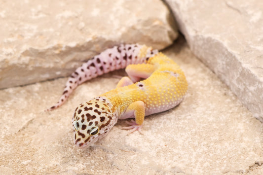 25-192 | Creamsicle Cross Hypo Mack Snow Tangerine het Cipher | Male