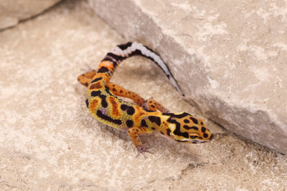 26-269 | Original Line Clown | Probable Male