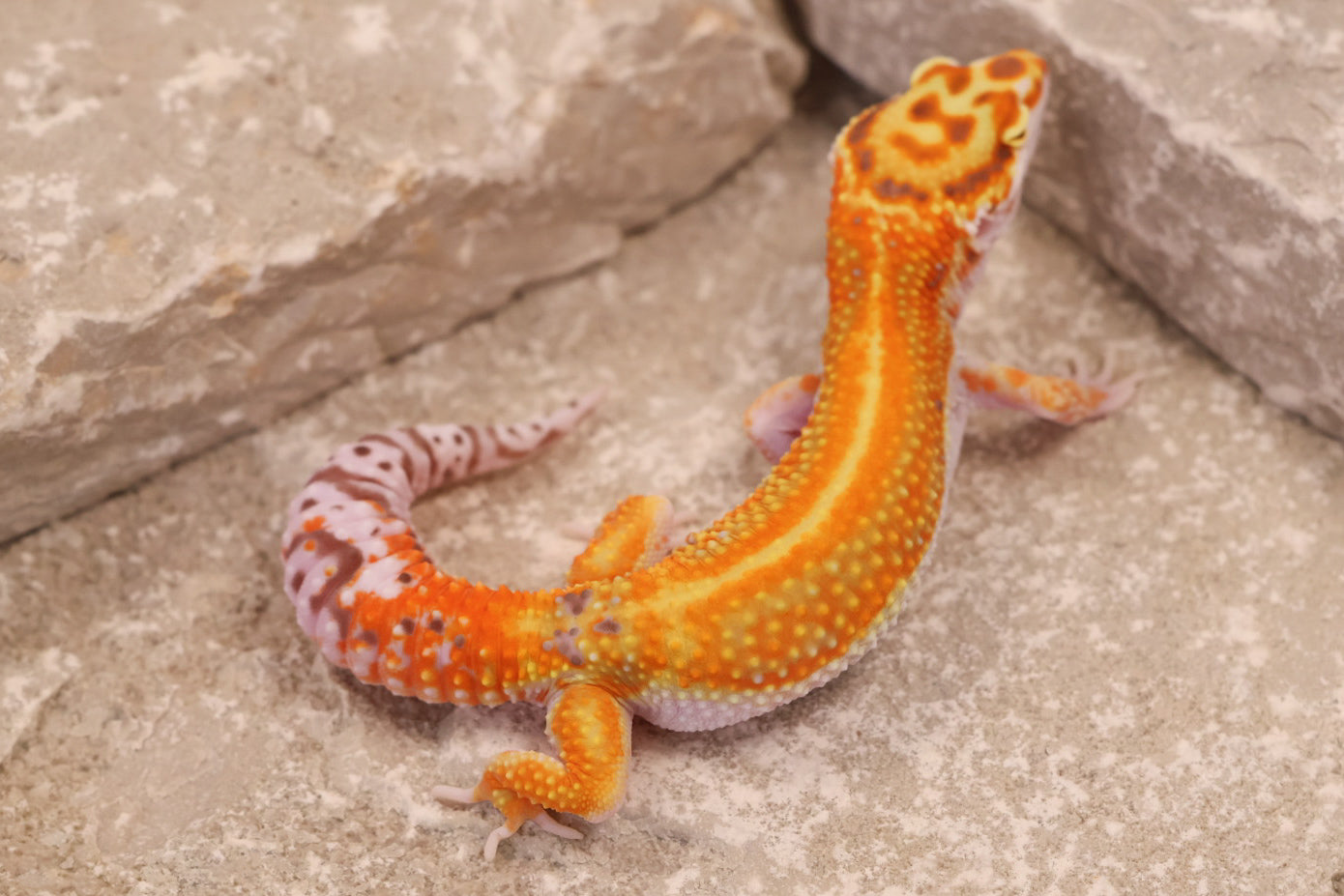 25-052 | Clown/Red Stripe Tangerine Bell Albino | Female
