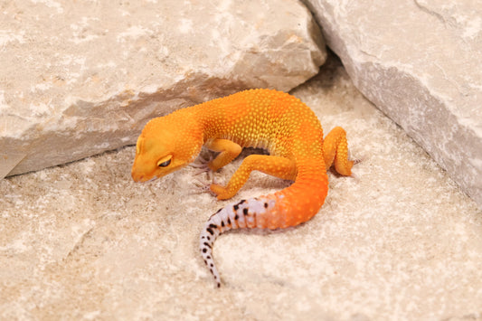 26-038 | Tangerine het Tremper Albino | Female