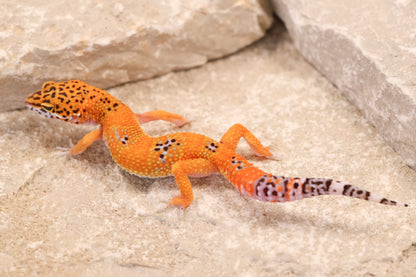 26-146 | Purple Head Tangerne | Female