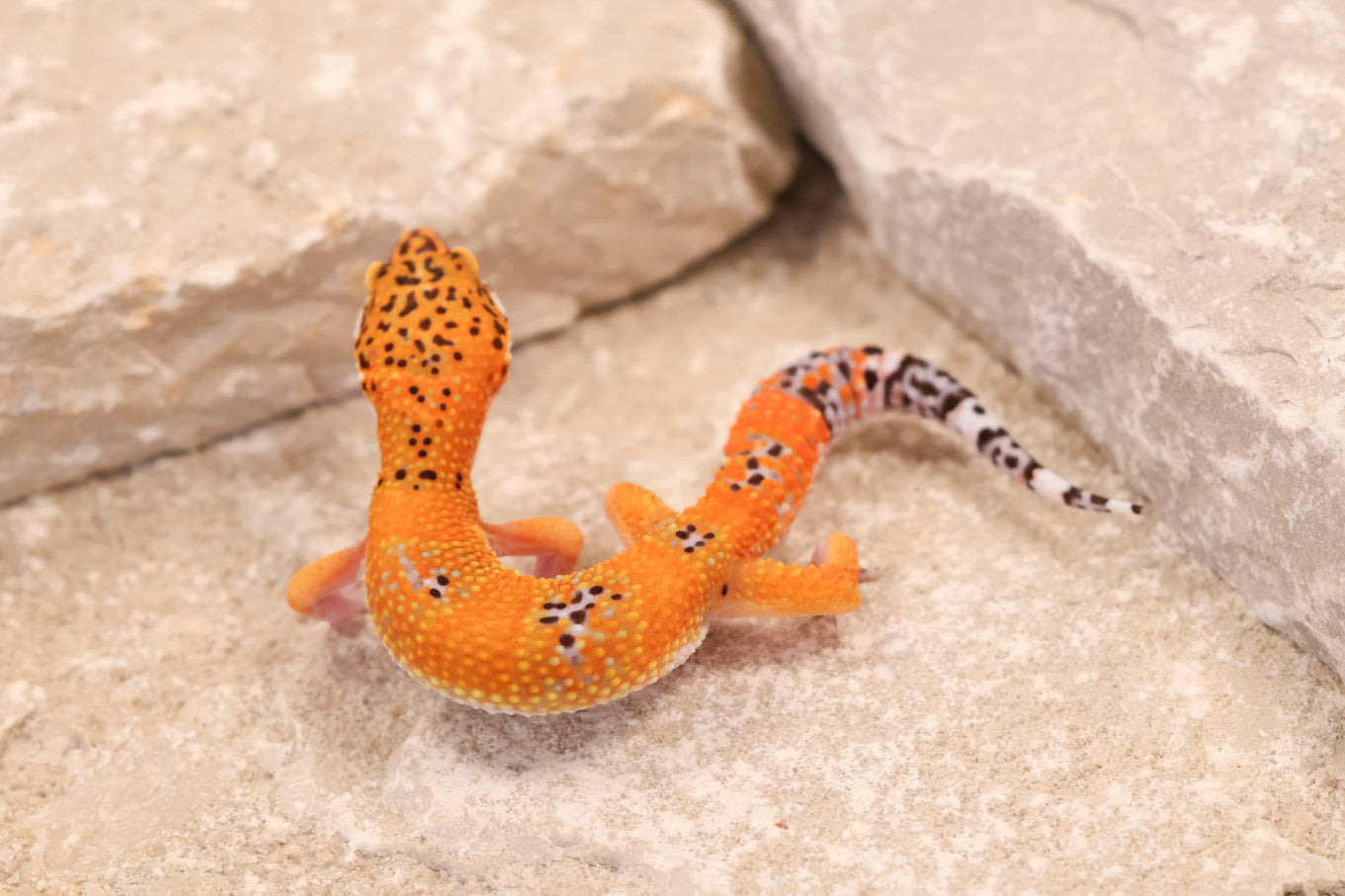 26-146 | Purple Head Tangerne | Female