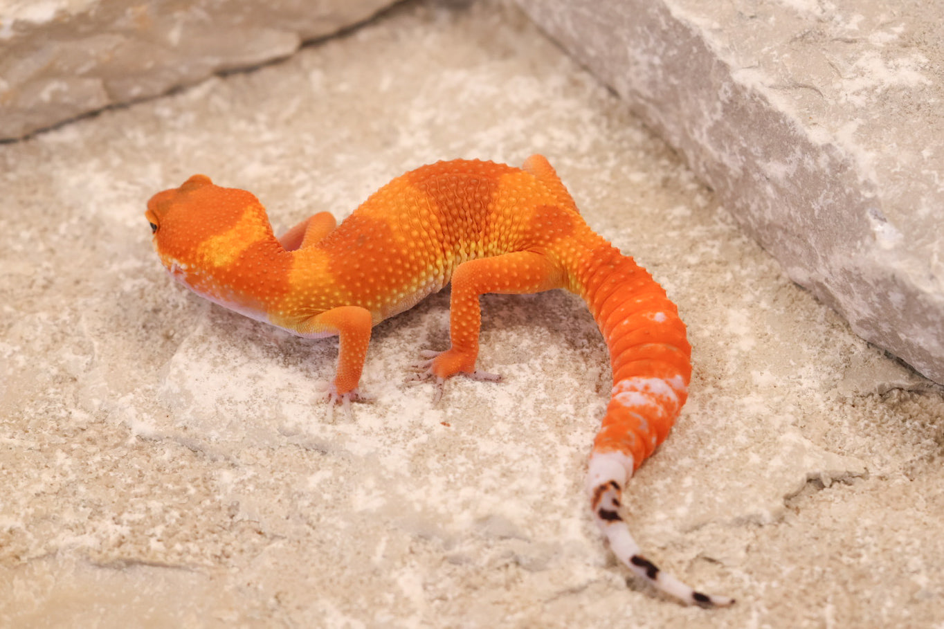 26-111 | Tangerine | Female