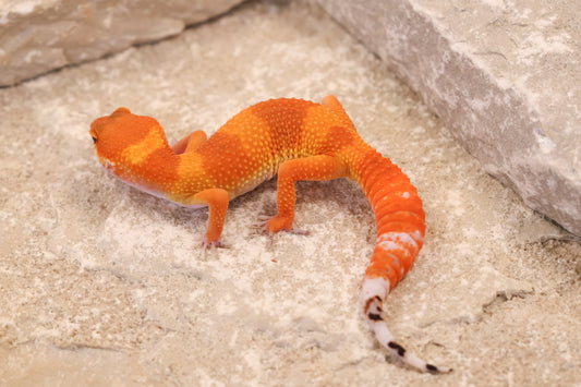 26-111 | Tangerine | Female