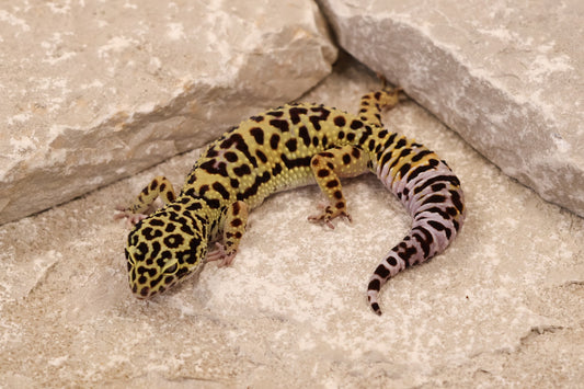 23-178 | Afghan Tangerine Cross het Tremper Albino | Female