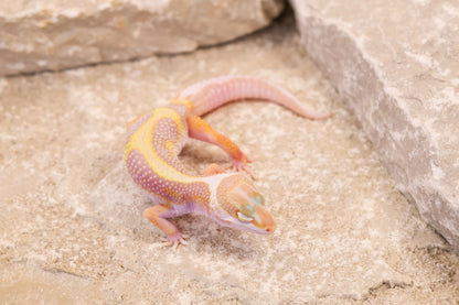 26-090 | Tremper Albino Bold Bandit | Female
