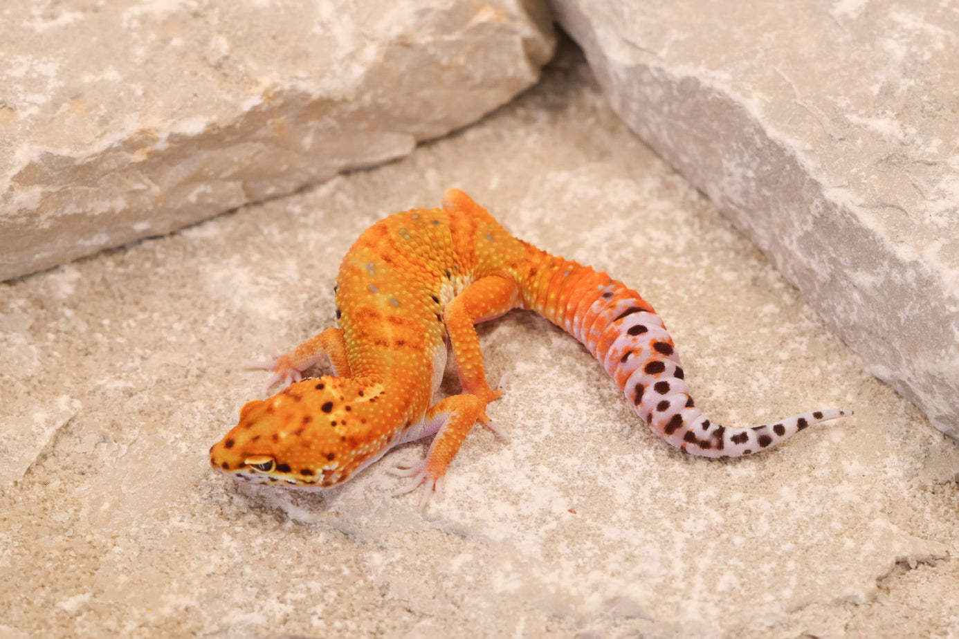 26-106 | Clown/Electric Inferno Tangerine | Female