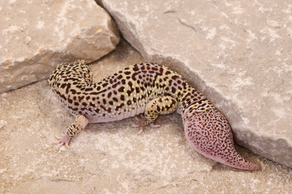 22-342 | Pet Only | Male