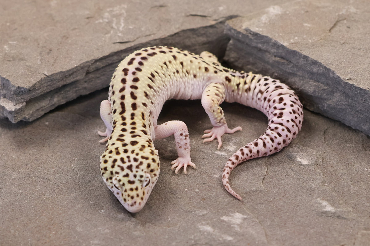 25-156 | Rainbow Stripe Cross Gem Snow Eclipse | Male