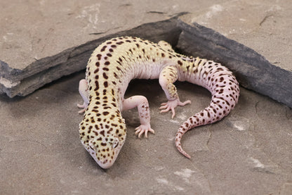 25-156 | Rainbow Stripe Cross Gem Snow Eclipse | Male