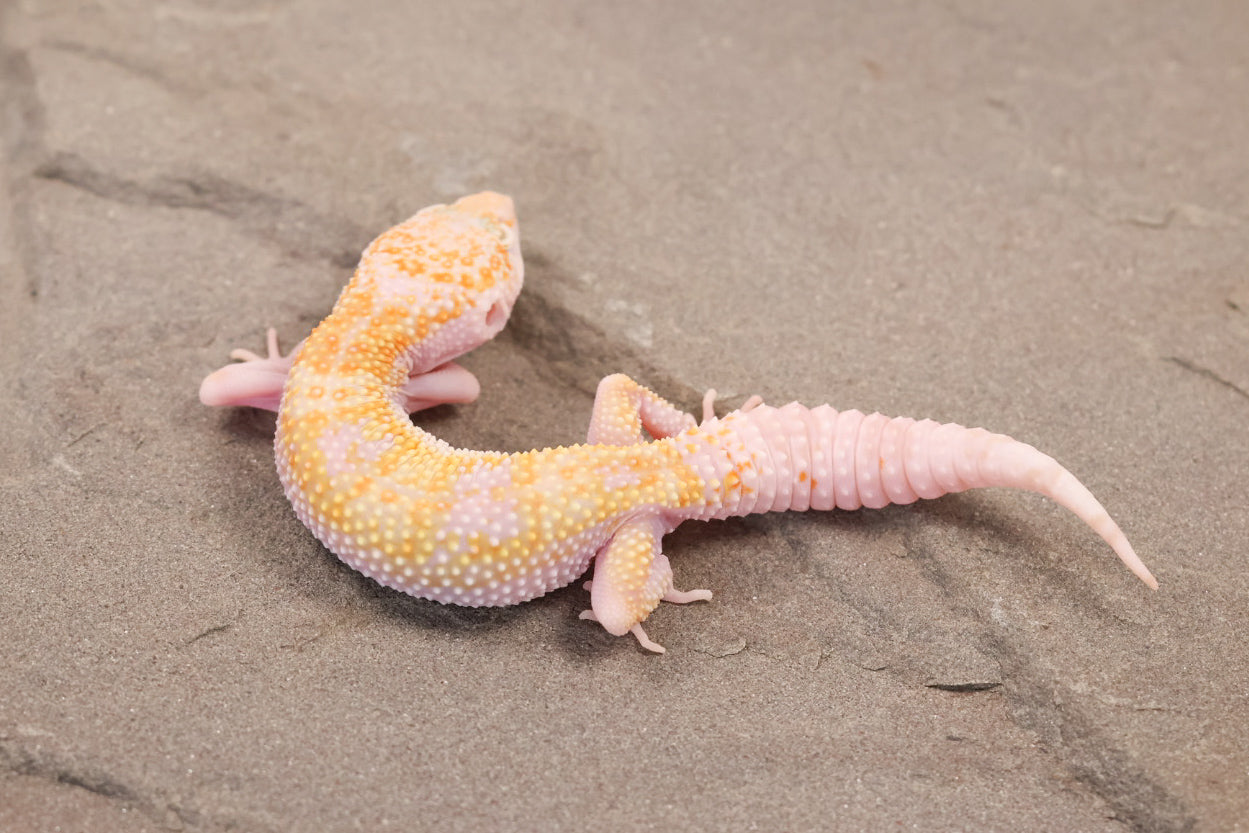 26-120 | W/Y Mack Snow Raptor het Murphy's Patternless | Female