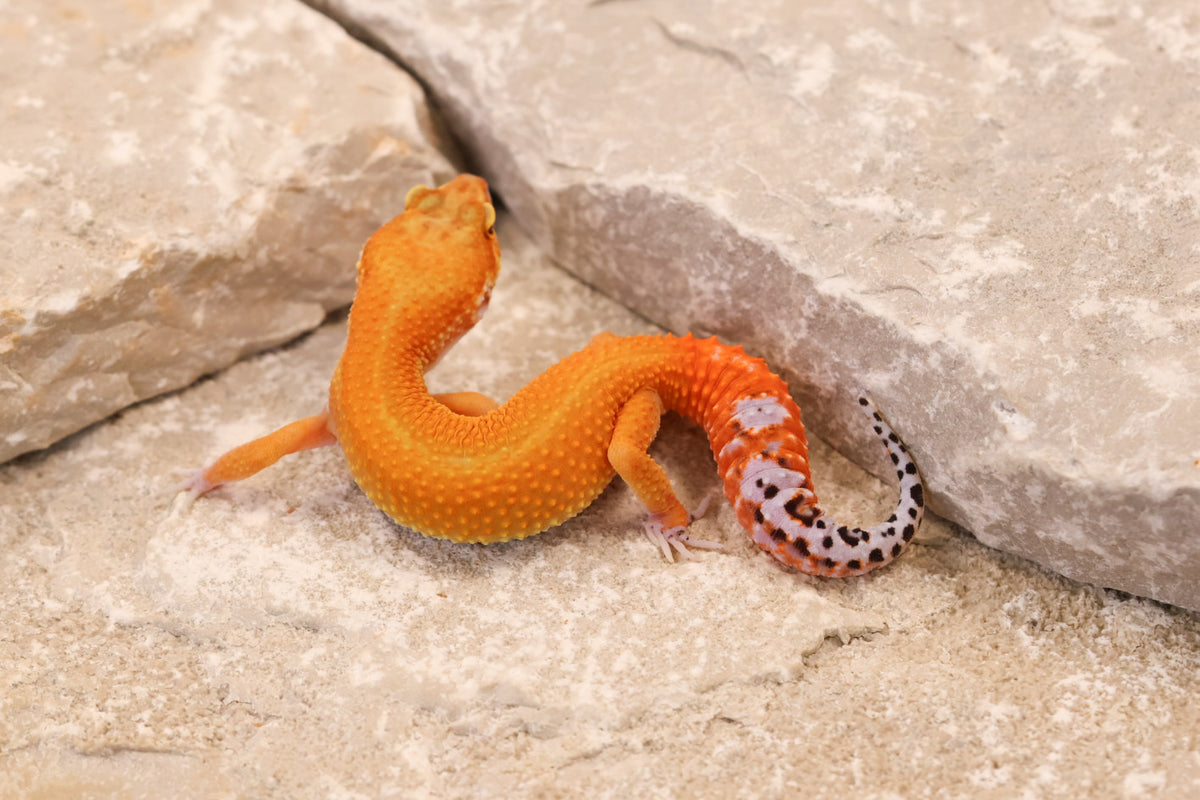 26-038 | Tangerine het Eclipse | Female
