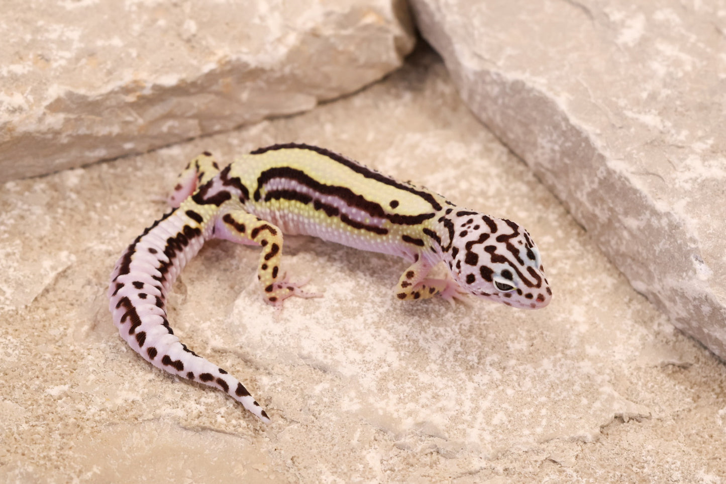 25-195 | Bold Stripe Gem Snow | Female