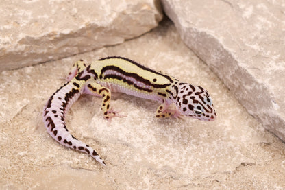 25-195 | Bold Stripe Gem Snow | Female