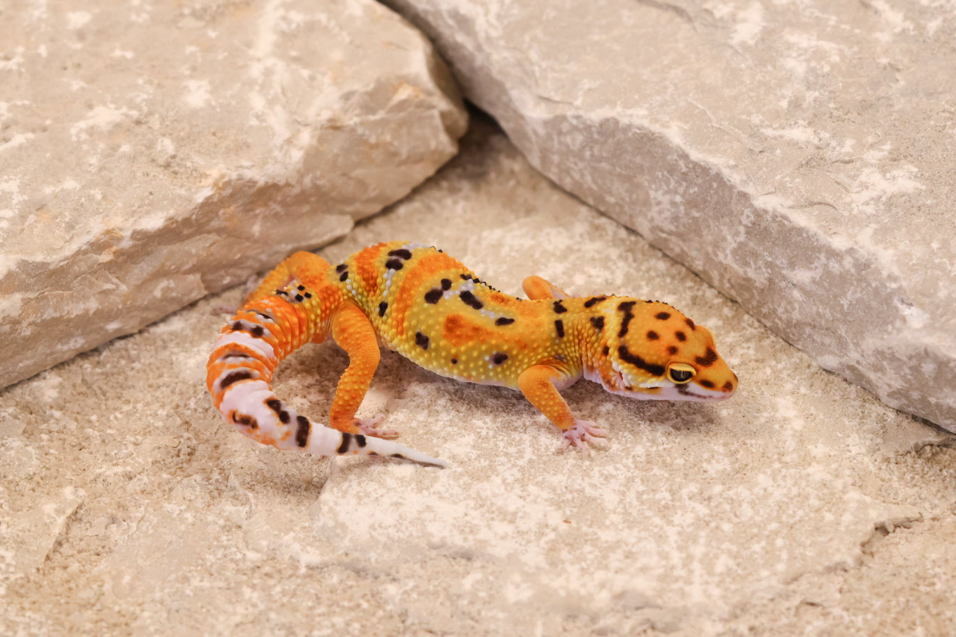 26-072 | Clown 66% het Tremper Albino | Male