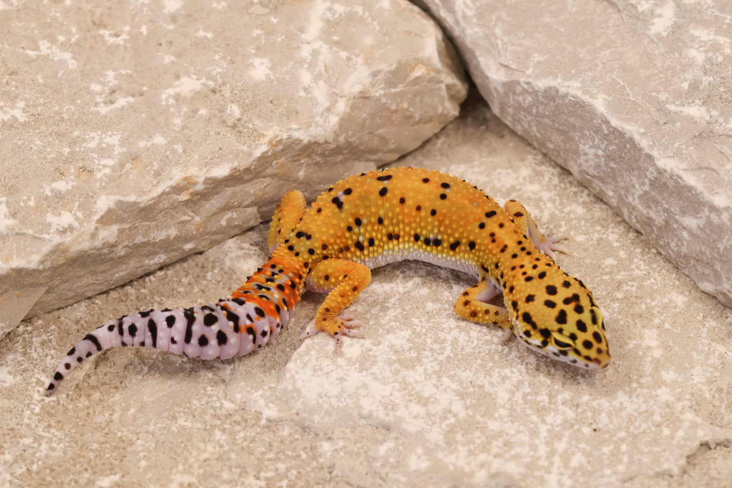 25-080 | Afghan Tangerine het Raptor | Female