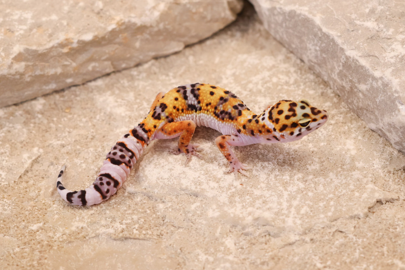 26-024 | Tangerine Gem Snow het Tremper Albino | Female