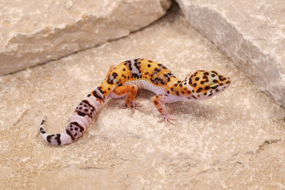 26-024 | Tangerine Gem Snow het Tremper Albino | Female