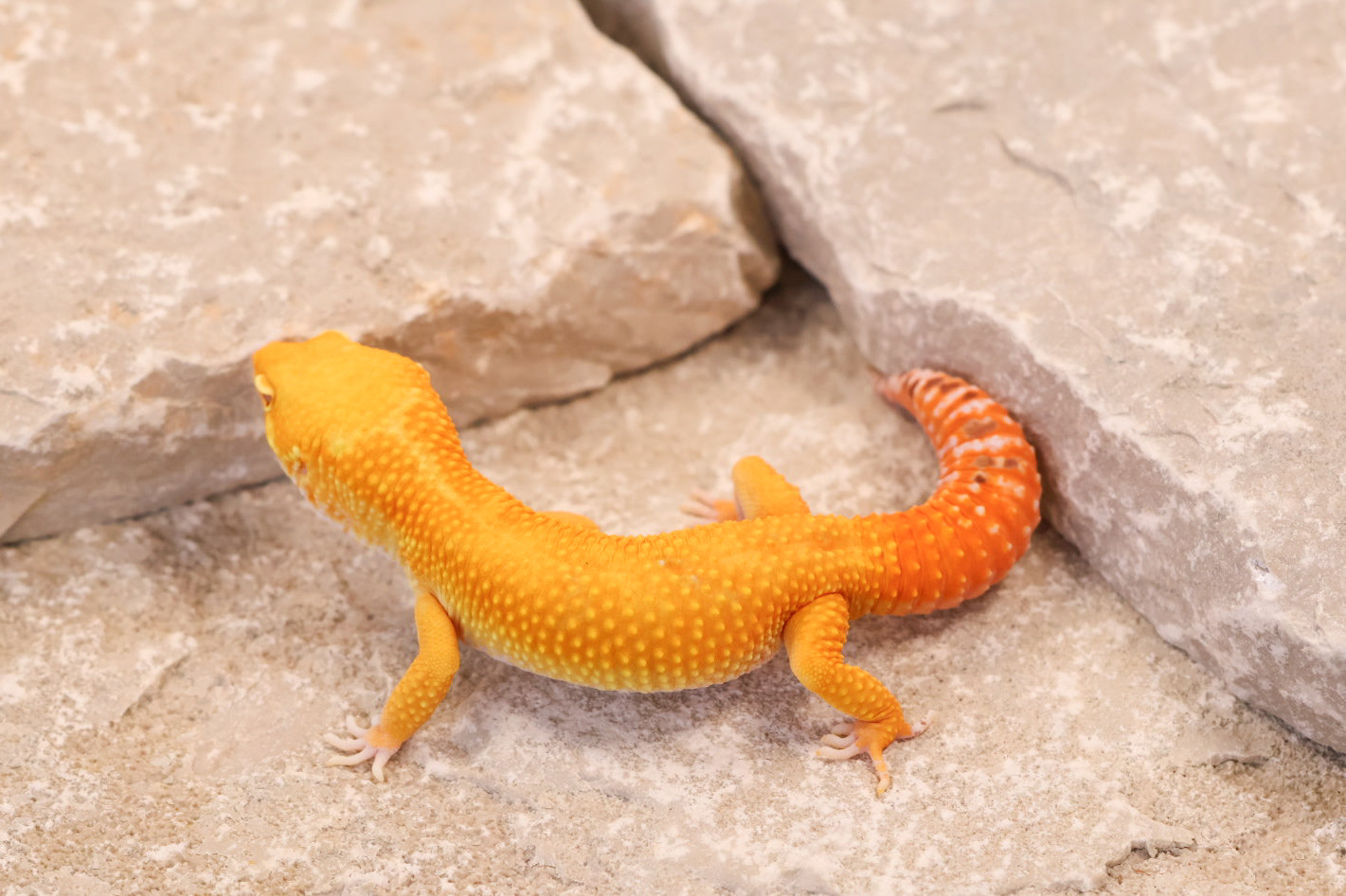 25-724 | Tangerine Bell Albino | Male