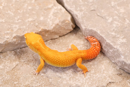 25-724 | Tangerine Bell Albino | Male