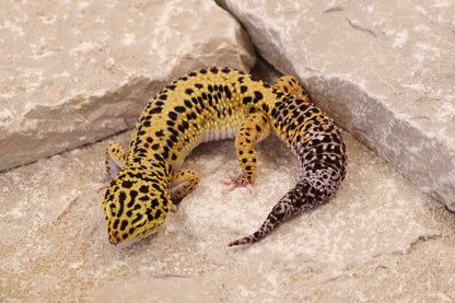 22-247 | Bold Stripe Eclipse | Male