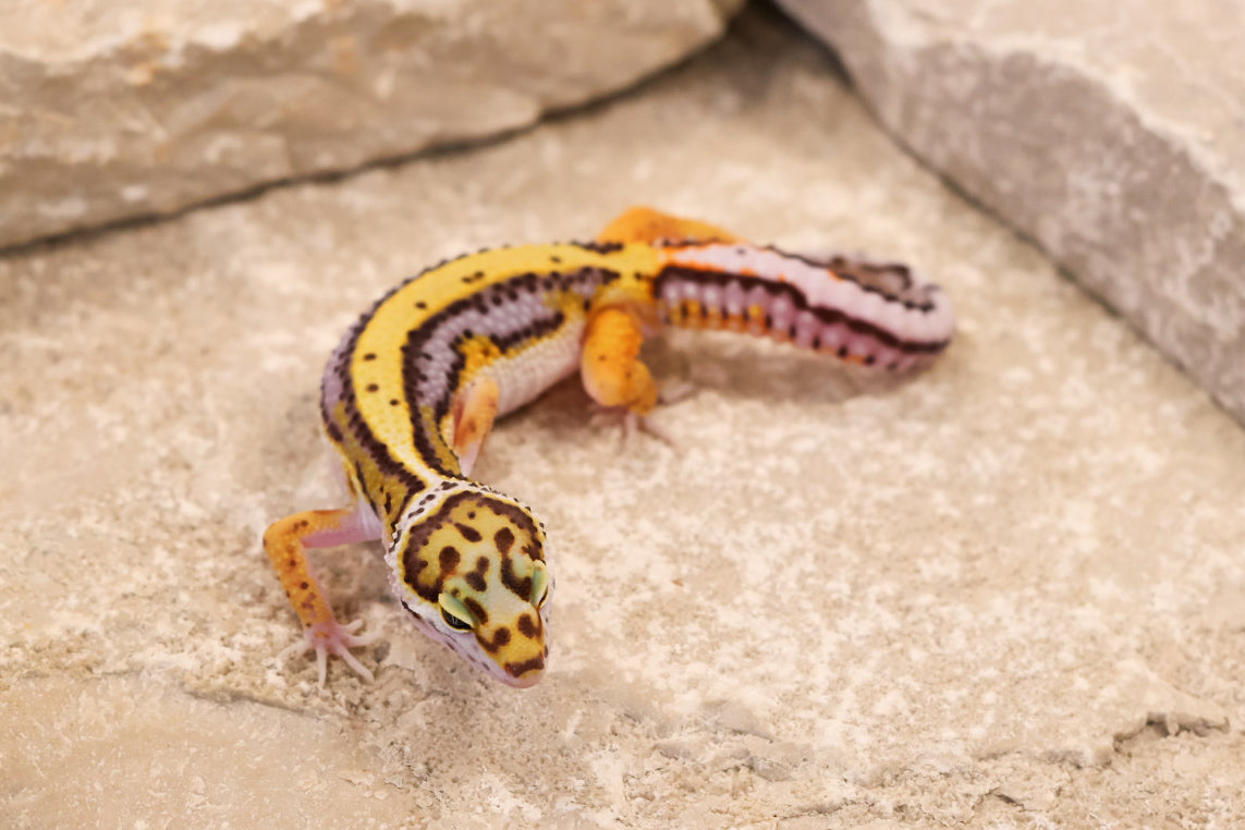 26-271 | Lavender Stripe Tangerine | Male