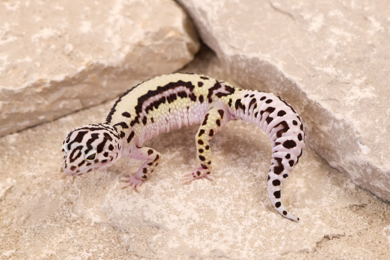 25-081 | Bold Stripe Gem Snow | Female