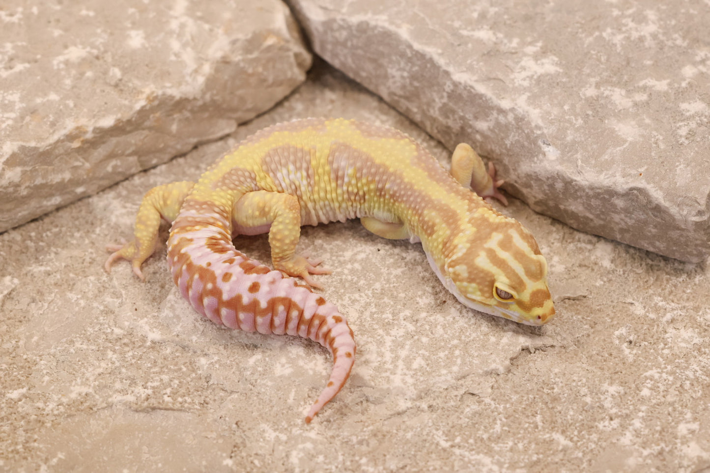 21-409 | Tremper Albino Bold Bandit | Male