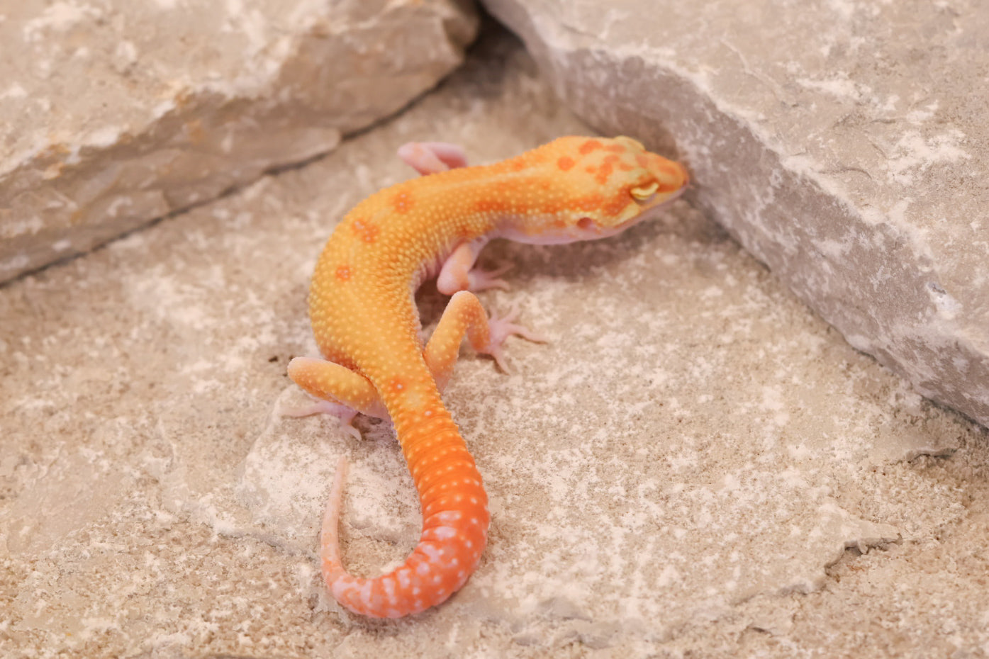 25-214 | RAPTOR | Male