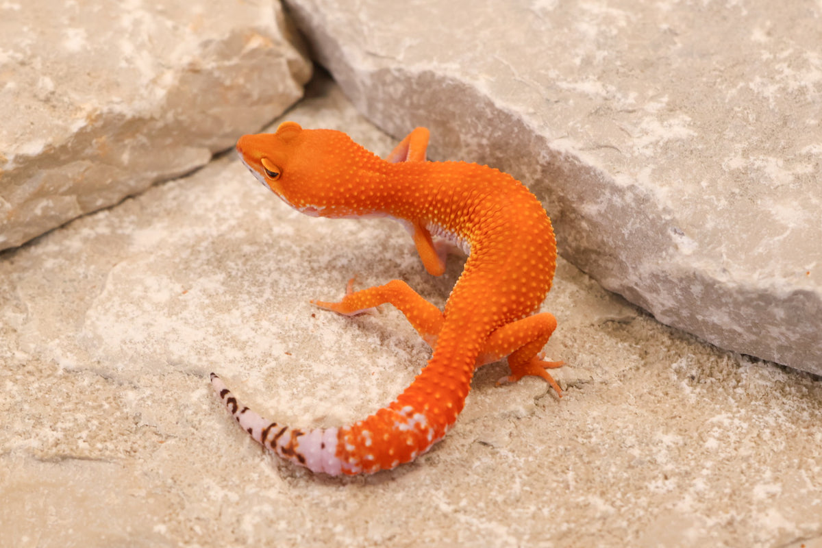 26-258 | Blood Tangerine het Tremper Albino | Female