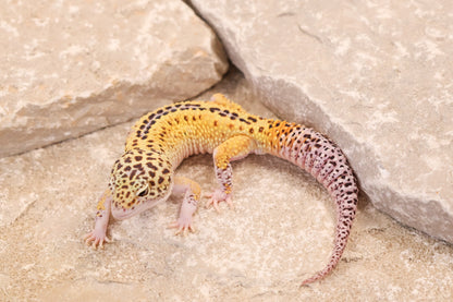 24-099 | Rainbow Stripe Eclipse het Tremper Albino | Male