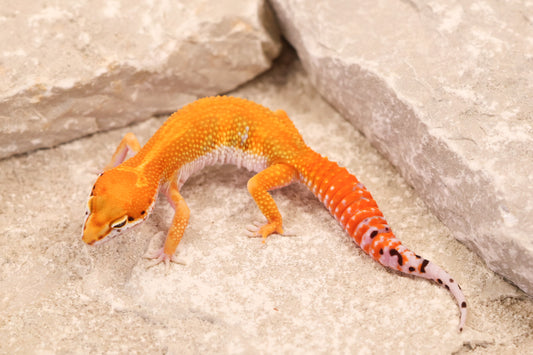 26-156 | Red Diamond/Electric Inferno Tangerine het Tremper Albino | Female