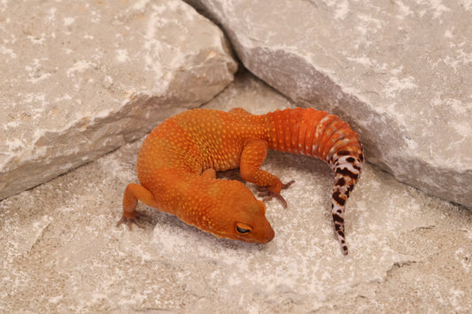 24-137 | Tangerine | Female