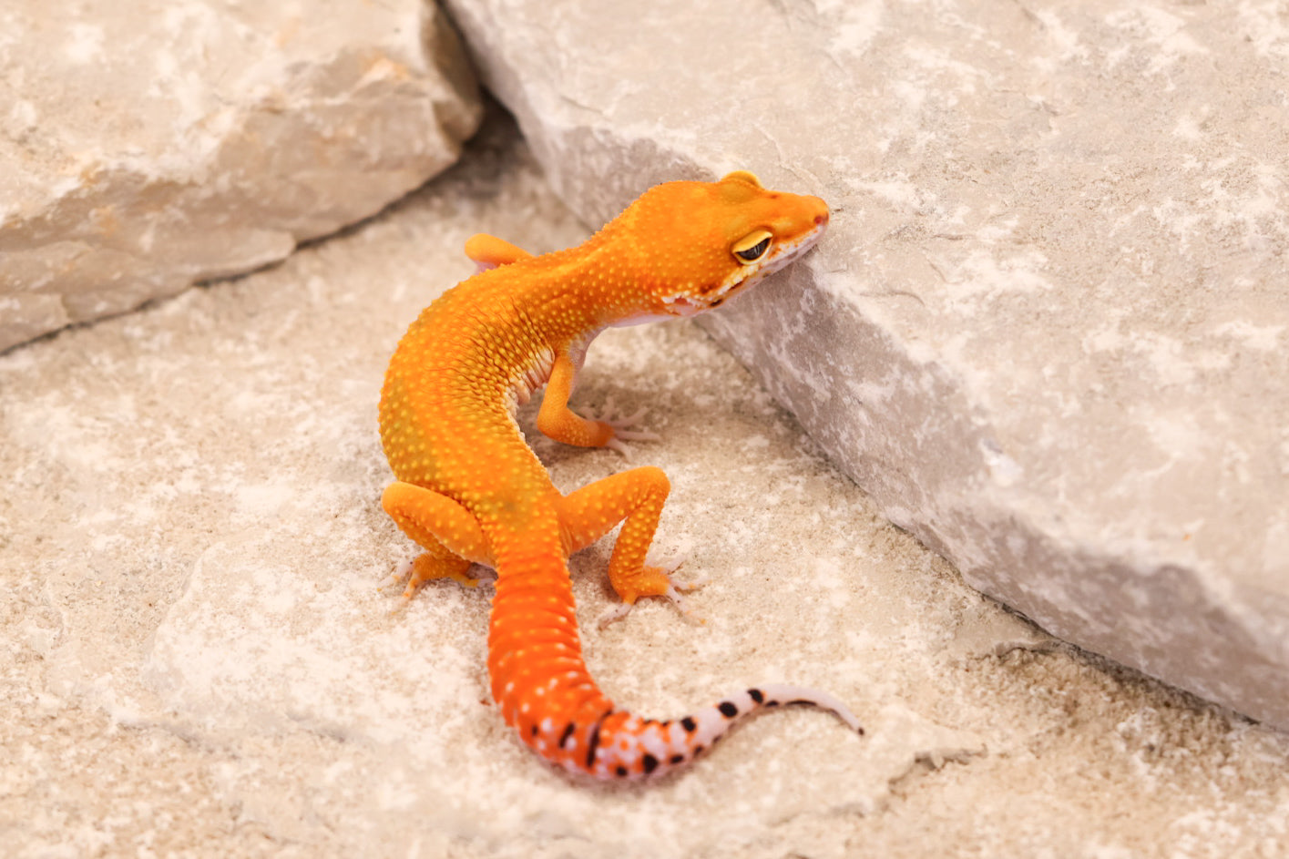 26-142 | Red Diamond/Electric Inferno Tangerine het Tremper Albino | Female