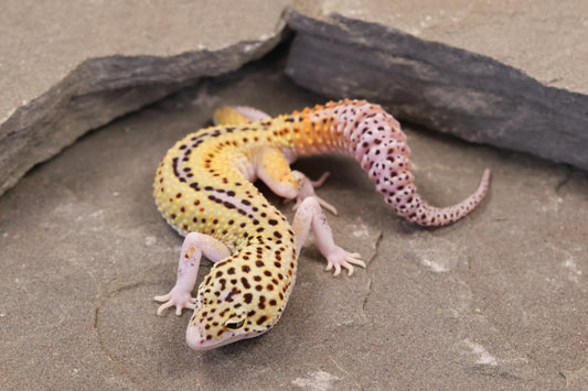 26-011 | Rainbow Stripe Cross Eclipse | Male