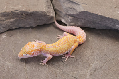 26-281 | Mack Snow Raptor het Murphy's Patternless | Female