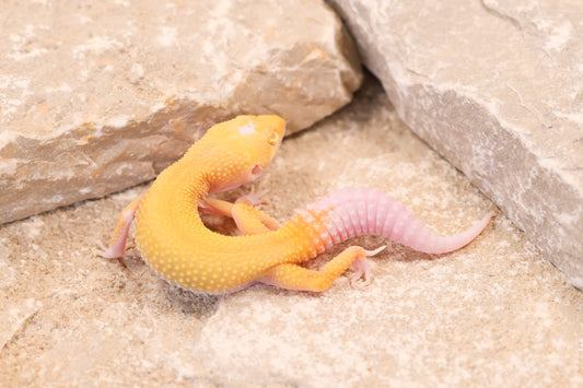 26-199 | Ember | Female