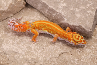 25-052 | Clown/Red Stripe Tangerine Bell Albino | Female