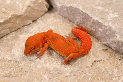 26-260 | Mandarin Blood Emerine | Female