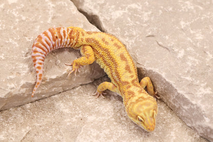 22-625 | Striped Gem Snow Rainwater Albino | Male