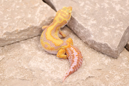 23-422 | Bandit/Red Diamond Striped Tangerine Tremper Albino | Female