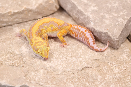 23-422 | Bandit/Red Diamond Striped Tangerine Tremper Albino | Female